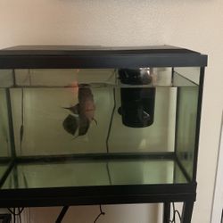 Fish Tank 