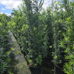 huge Podocarpus  Over 7 feet tall Instant Privacy Hedge For Fence 