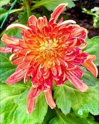 Chinese Chrysanthemum 金背大红