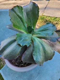Echeveria Big Leafs Succulent. 