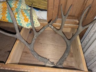 Deer Antlers