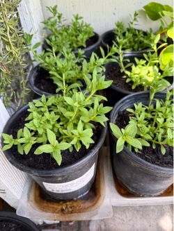 Rice paddy herb plant ( cây ngò ôm)