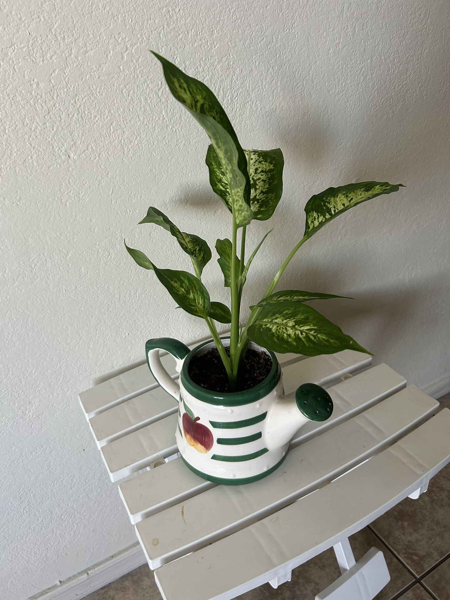 Plants For Sale 15 Each
