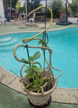 ORGANIC KALANCHOE CARNEA PLANT.