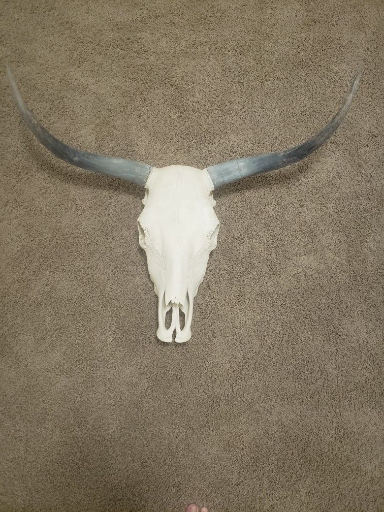 Cow Skull