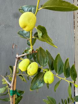 Jujube Tree (Chinese Date) – 68” Tall – Li & Lang Variety – Heavy Producer | 枣树 | Cây Táo Tàu
