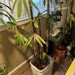 Indoor Plants