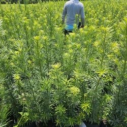 podocarpus Instant Privacy Hedge For Fence Green Full Ready 