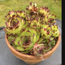 Red Clay Pot Full Of Hens And Chicks