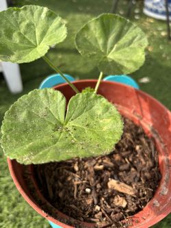 Geranium 