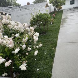 Grass And Sprinklers 