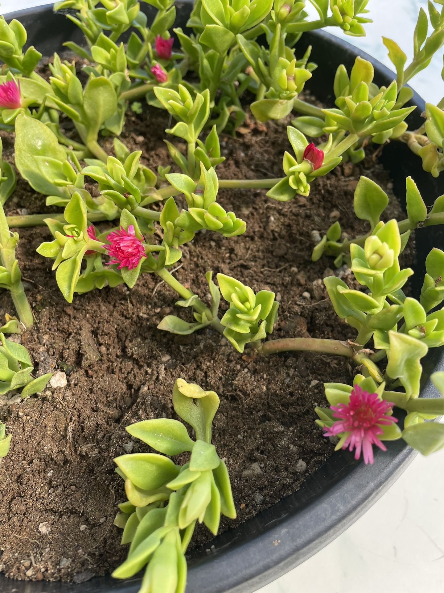 Baby Sun Rose or Heartleaf Ice Plant. (Indoor/Outdoor Life Plant)