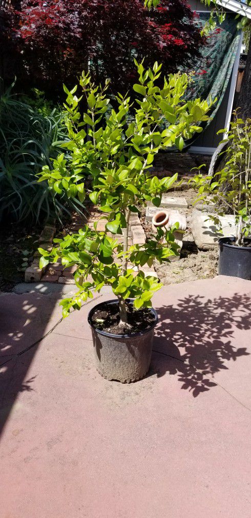 Plant Unknown Been In Pot 3yrs