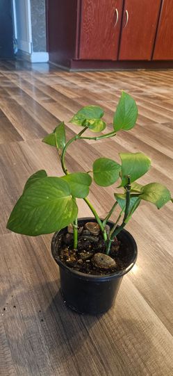 Pothos Devils Ivy Plant