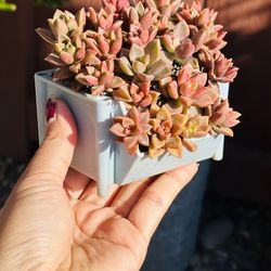 Mini cute succulents
