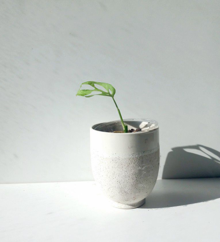 Rare Aroid Monstera  Obliqua Starter Plant/ Indoor Plant/ House Plant