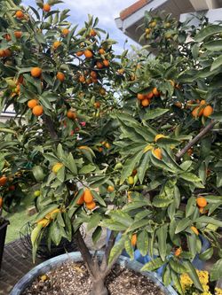 Kumquat tree
