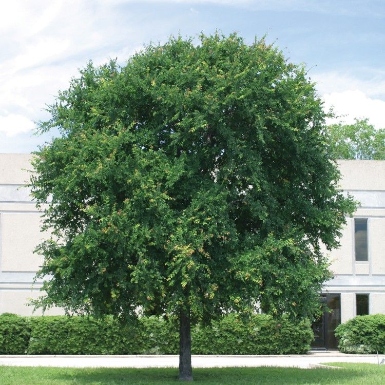 Monterrey Oak Trees 5gallon 6ft Tall