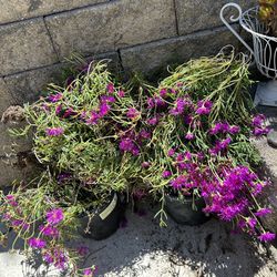 FREE   FREE  FREE  GROUND COVER (ICE-PLANT)