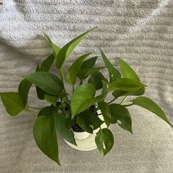 Pothos Plant 