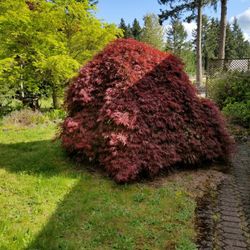 Japanese lace leaf maple