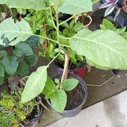 trompeta de angel amarillo mide 34 P