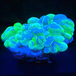 Sale : Saltwater Reef Fish Tank Fake Decorations