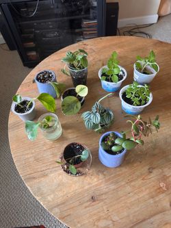 2 for $10 Houseplants Mix and Match