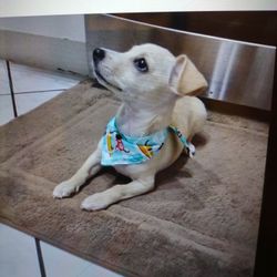 Dog Bandana New Handmade I Have XLargr To Small Sizes