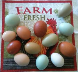 Farm Fresh Chicken Eggs