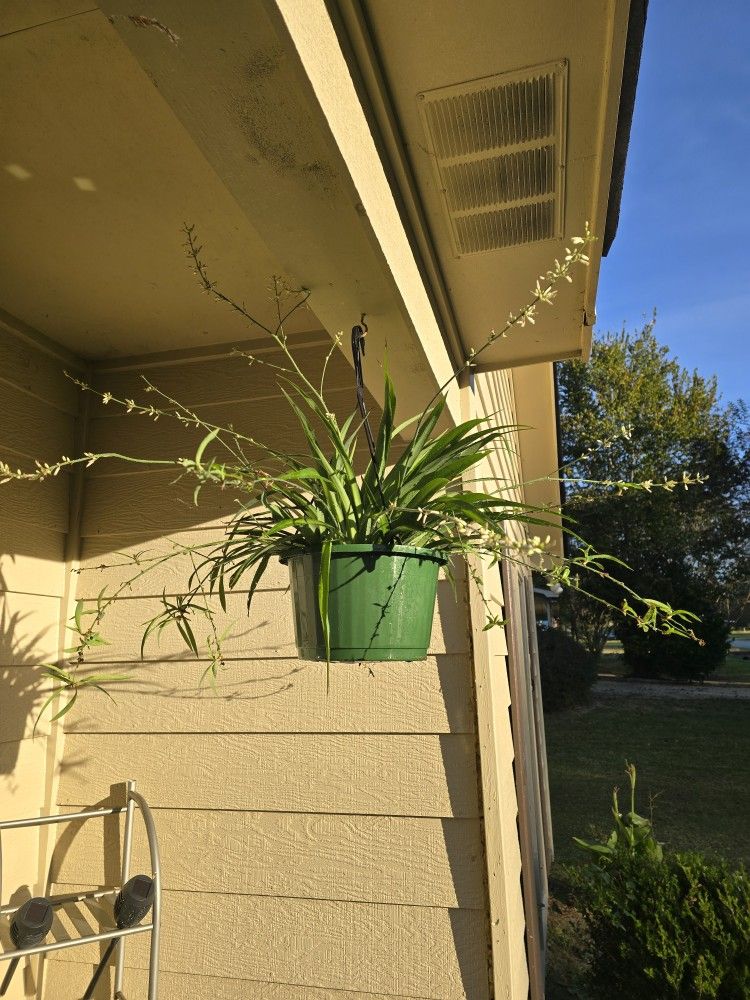 Spider Plants $15 For Larger & $10 For Other One 