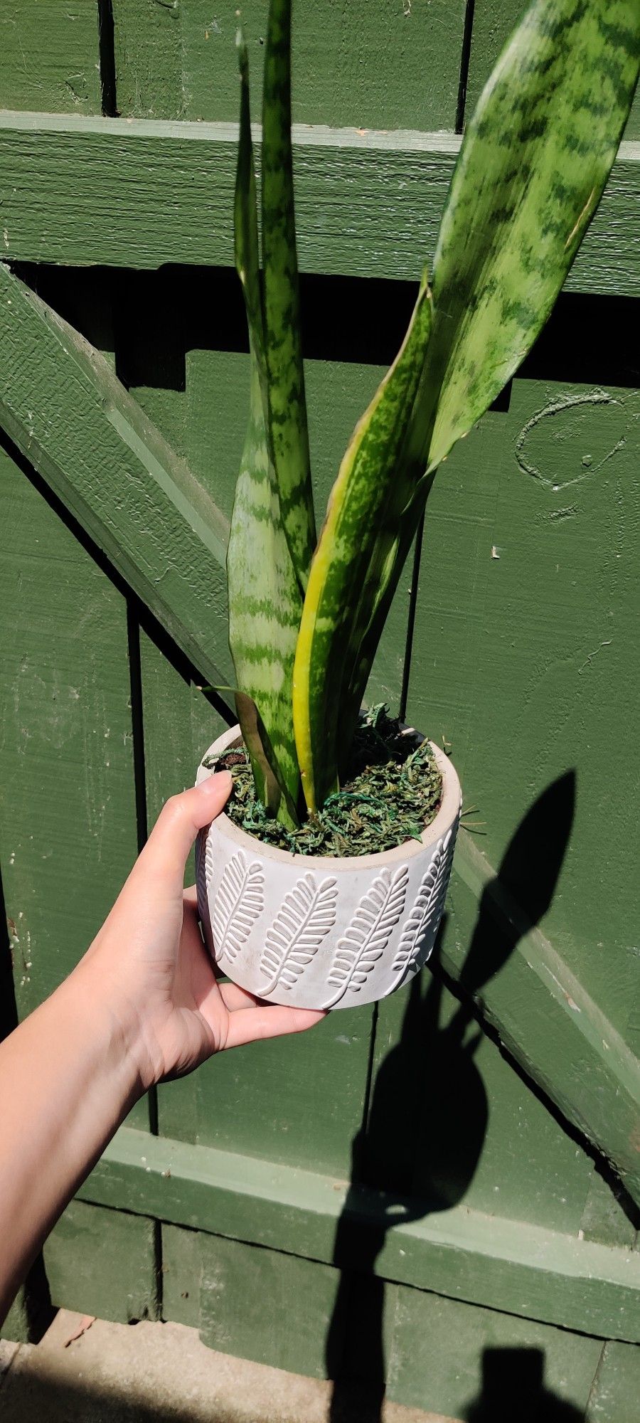 Snake Plant With Fake Moss