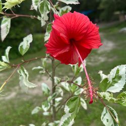 Hibiscus “snow Queen”