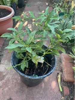 Kumquat blooming