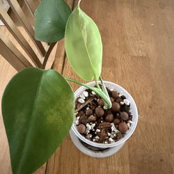Baby Monstera Plant Albo Little Variegation 