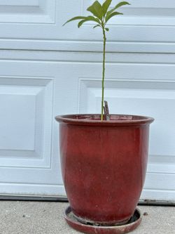 Pot 🪴 13” Plant