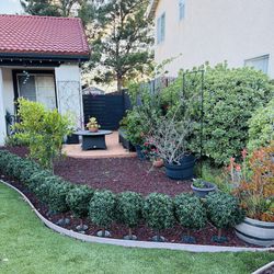 Artificial Trees $65 Msrp With UV Durable Each $15 More Than 6 Units $10