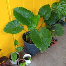 Alocasia Plant