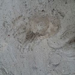 Free Clean Sand And Free Delivery 