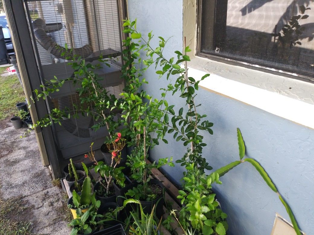 Barbados Cherry Trees