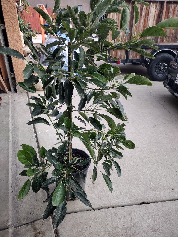 Avacado Tree