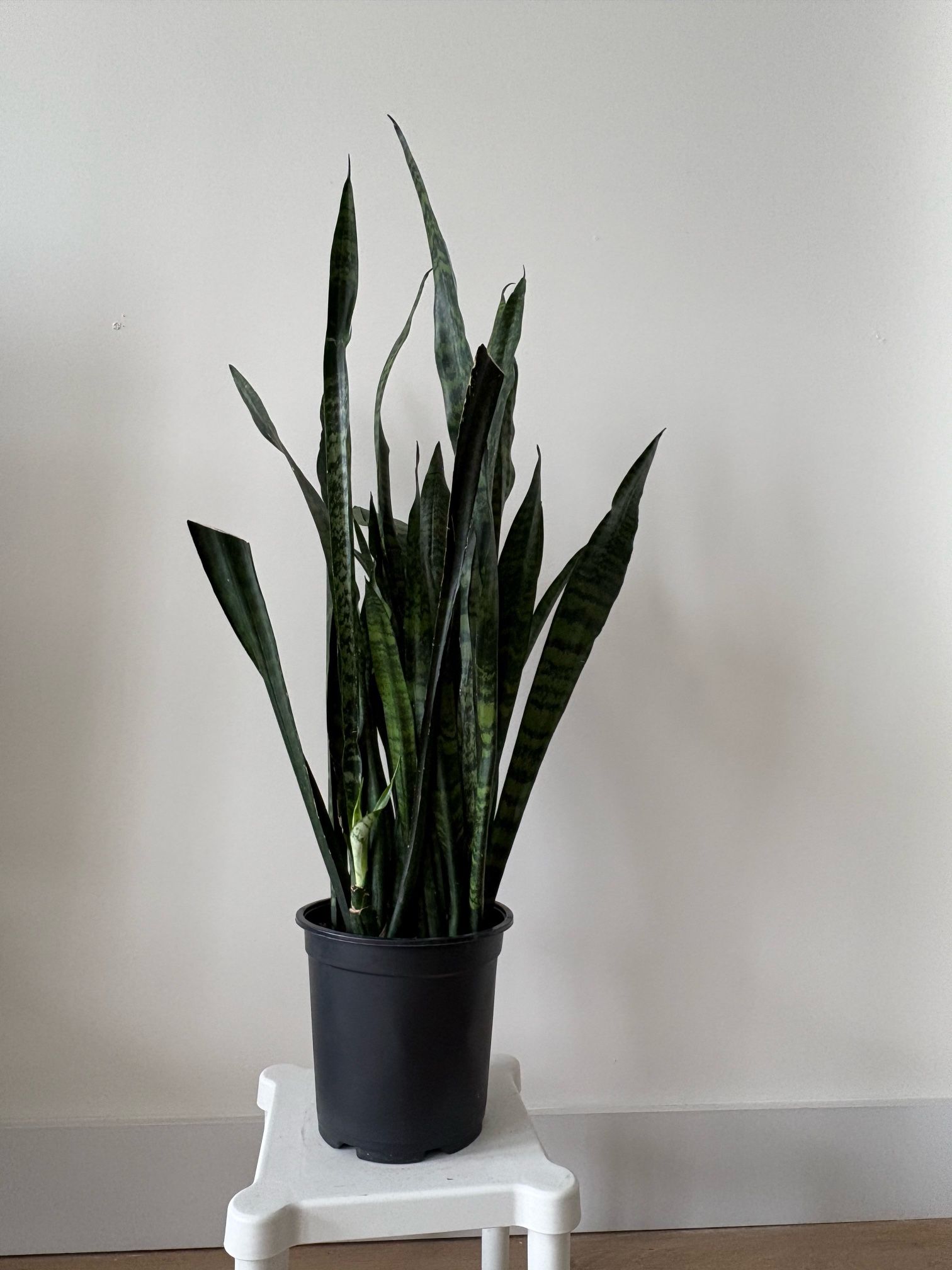 Indoor plant - Snake Plant
