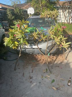 Large plumeria cuttings for sale today. I have approximately 10 very large instant tree cutting that are fresh. If you don’t want to wait years to hav
