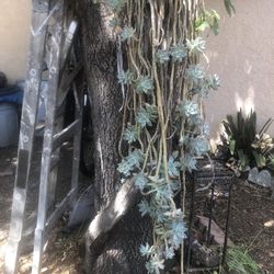 Shopper All!!!!! True Plants With Plants, For $8.00