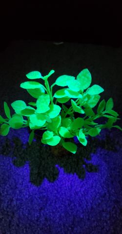 Green Glo Effect Plant (Best Deal)