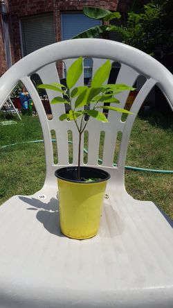 Sugar Apple Sitaphal Cherimoya tree plant