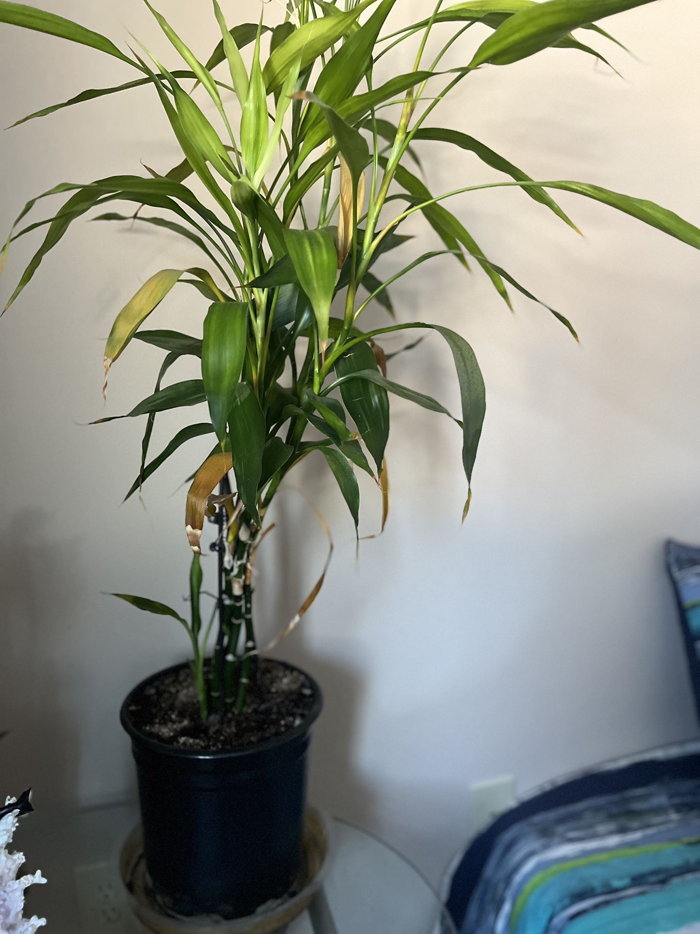 Plant For Sale