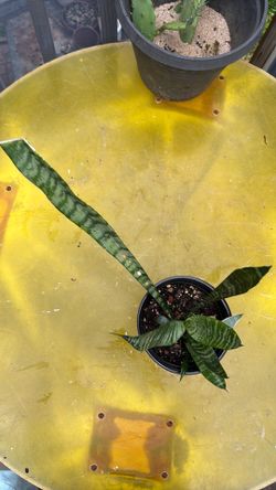 Snake plants (2), Zeylanica
