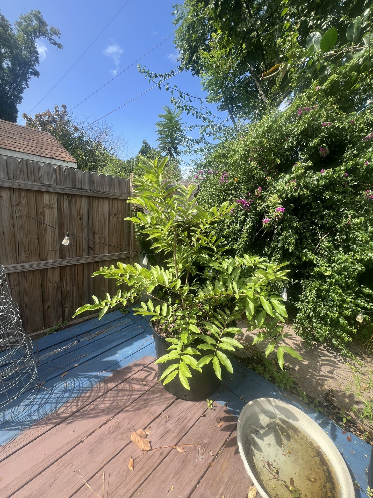 Strawberry Guava Tree/bush