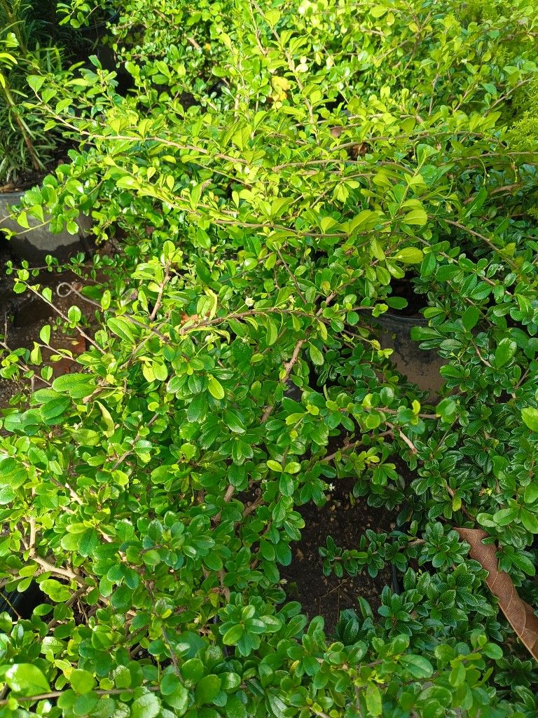 SERISSA PRIVACY HEDGE PLANTS 3GL πͺ΄$6